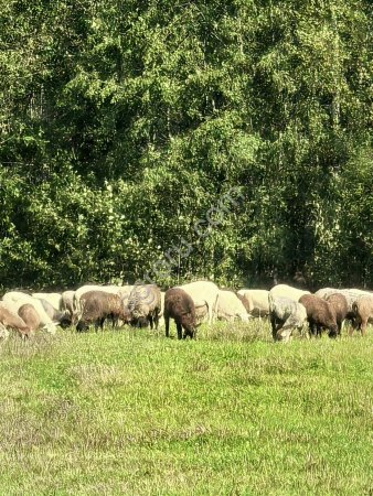 Бараны живым весом (30-45кг) 90 голов