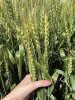 Семена озимой пшеницы твердой элита и репродукции