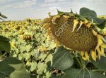 Семена подсолнечника сорт Казачий Скормас