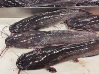 Африканский (мраморный) сом, Клариас