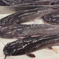Африканский (мраморный) сом, Клариас