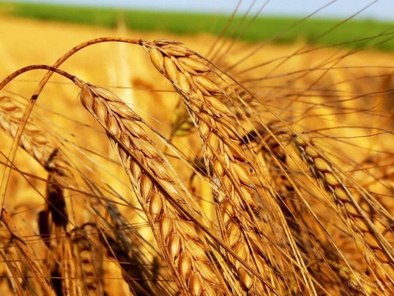 Европейская пшеница: экспортный и внутренний спрос поддержал цены