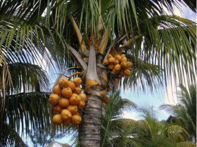 Пальмовое масло дешевеет