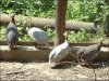 Скотный двор стратегического значения