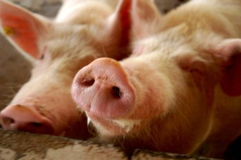 Почти 200 свиней погибли от синдрома Синего уха в Приморье