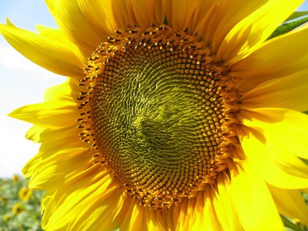 Украина: в Днепропетровской области валовой сбор подсолнечника составил 867 тыс. тонн