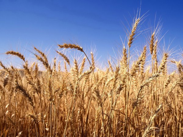 Полевые работы