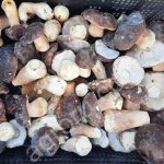 Белые грибы замороженные