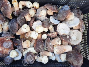 Белые грибы замороженные