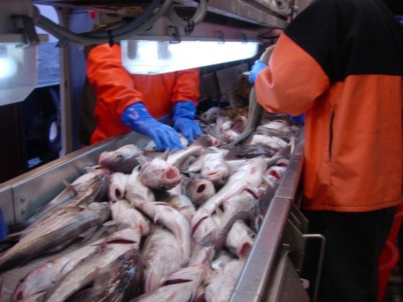 Глобальные изменения в отрасли рыбной переработки Китая не за горами