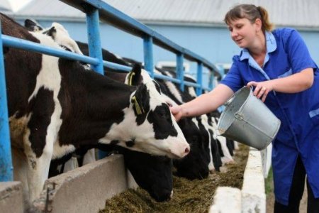 Олег Подойма:  Финансирование сельхозпроизводства в 2016 году может превысить показатели 2015 года