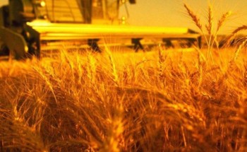 Ход уборки: на 29 августа намолочено почти 90 млн т зерна