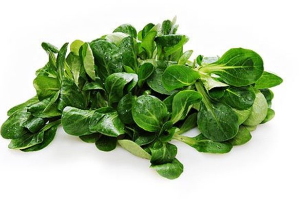 Все о корн-салате