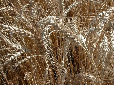 Аграриям стоит поторопиться