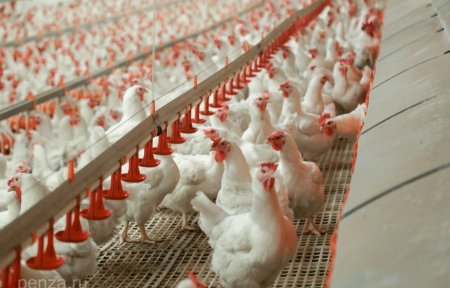 Краткий обзор рынка мяса