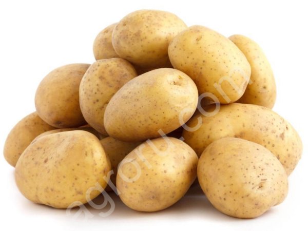 Картофель белый - оптом
