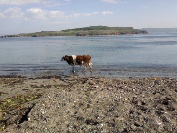 Пенсионера и четырех коров вызволили с острова в Туве