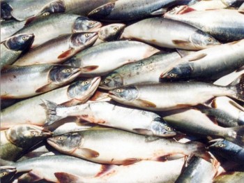 Всего за неделю сахалинские рыбаки удвоили вылов минтая