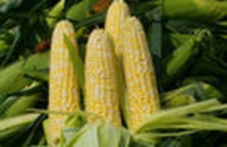 РФ соберет 5,8-6 млн тонн кукурузы