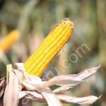 Семена кукурузы F1, РОСС 199, Кубанский 141, Обский 140, Краснодарский 194