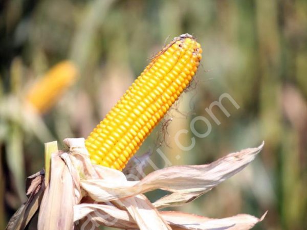 Семена кукурузы F1, РОСС 199, Кубанский 141, Обский 140, Краснодарский 194