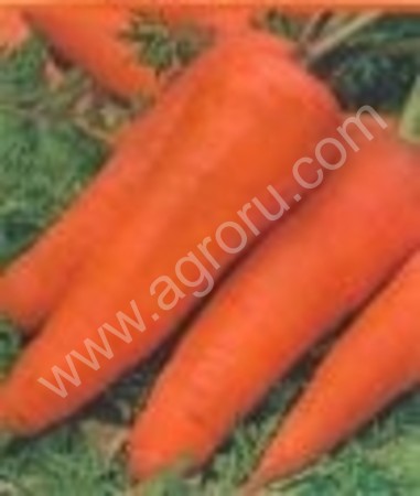 Овощи морковь свекла