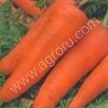 овощи морковь <span>свекла</span>