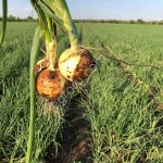 Лук Репчатый