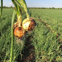 Лук Репчатый