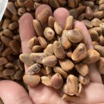 Кедровый орех