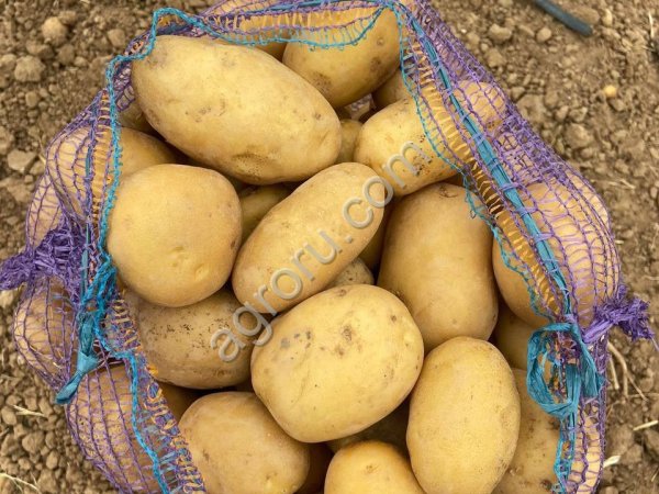 Картофель оптом