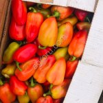 Перец болгарский