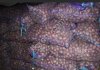 Семенной картофель