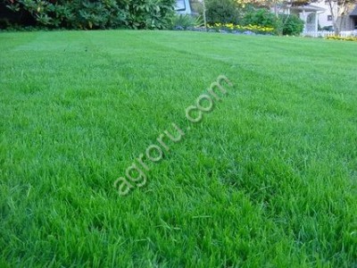 Травосмесь газонная Озеленитель (газон) для быстрого озеленения городских территорий