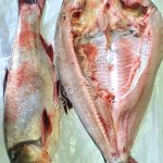 Толстолобик