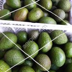 Авокадо Хасс