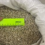 Ядро подсолнечника сырое ГОСТ