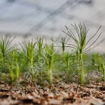 Сеянцы хвойных пород с ЗКС