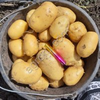 Картофель