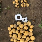 Картофель семенной сорт Коломба