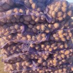 Гала 55+ оптом от роизводителя.