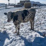 Крупный рогатый скот