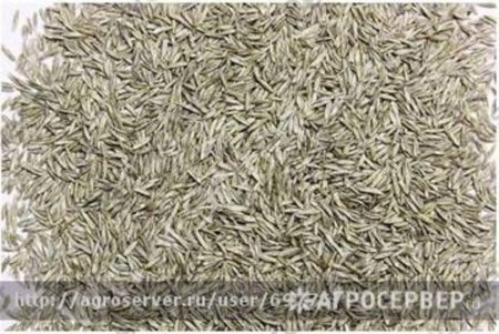 семена многолетних трав