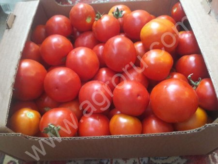 Помидоры оптом от производителя