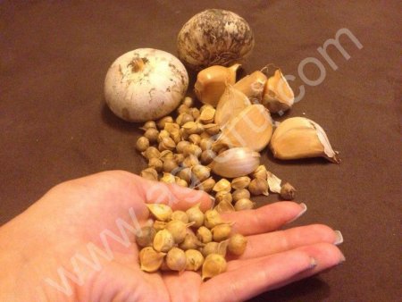 семена(детки) рокамболя на посадку.Слоновий чеснок.Лук-чеснок.