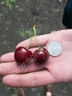 Черешня оптом 89996964161