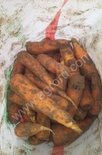 Морковь