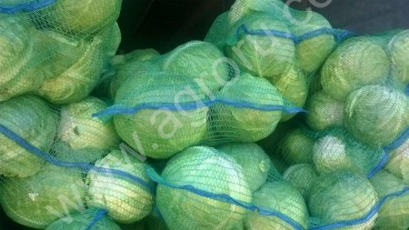 капусту урожай 2017 года.