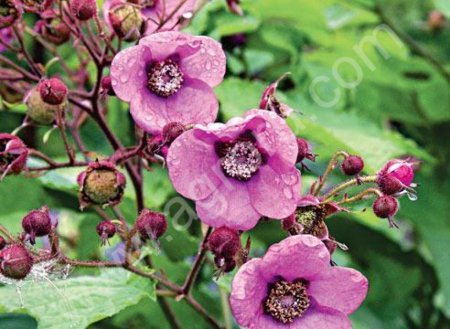 Саженцы малины и клубники