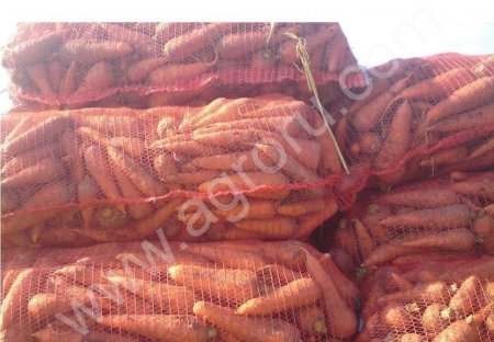 Морковь продовольственная оптом